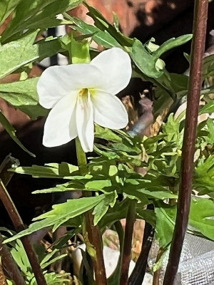 Viola chaerophylloides var. sieboldiana a.jpg