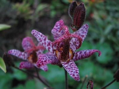 tricyrtis_2008.jpg