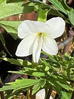 Viola chaerophylloides var. sieboldiana b.jpg