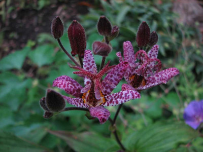 tricyrtis2_2008.jpg