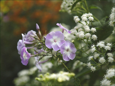 Eupatorium_Phlox.jpg
