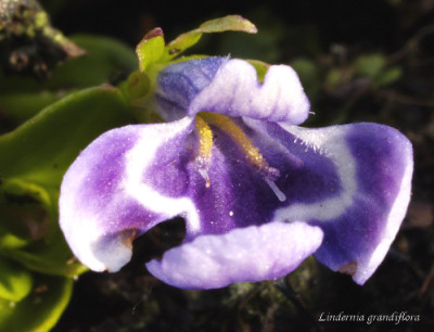 Lindernia_grandiflora.jpg