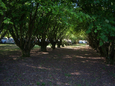 Haselallee