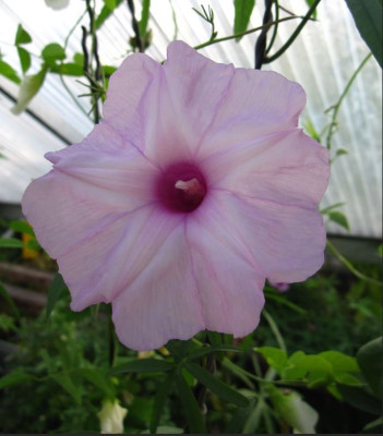 Ipomoea platensis.JPG