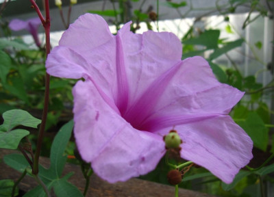Ipomoea mauritiana.JPG