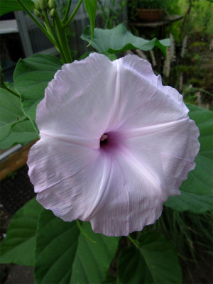Ipomoea carnosa1.jpg