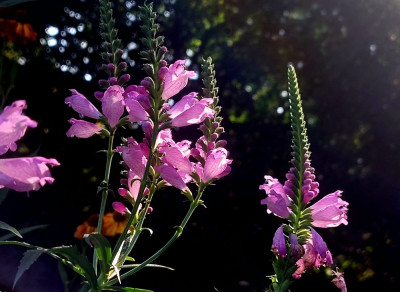 20240902_111053.jpg