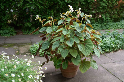 Begonia-grandis-Sep0624_050.jpg