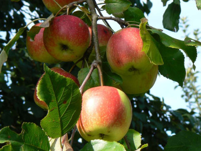 P1010049_-_Kopie.jpg