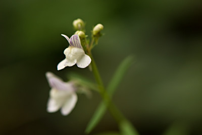 Linaria-dominica-Sep1008.jpg