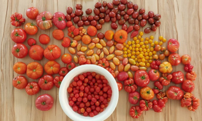 tomaten_2024.jpg