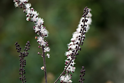 Actaea-Brunette-Sep1008.jpg