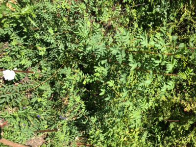 IMG_5112.jpeg