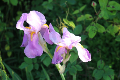 IrisVorgarten2.JPG
