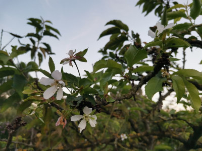 Süßkirsche Angstblüte 20240906.jpeg