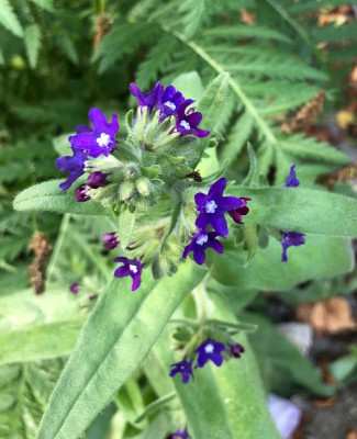 IMG_5137.jpeg