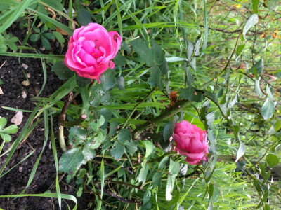 IMG_5136.jpeg