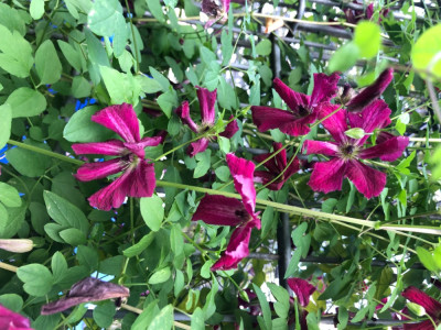 IMG_5141.jpeg
