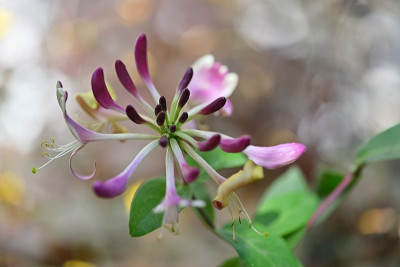Lonicera-chic-and-choc-Sep0724_008.jpg