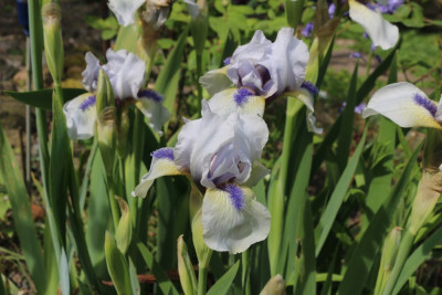 IrisTumwater3.JPG