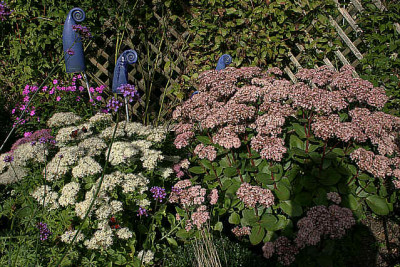 Sedum2608.jpg