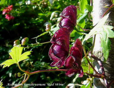 Aconitum_hemsleyanum_Red_Wine.jpg