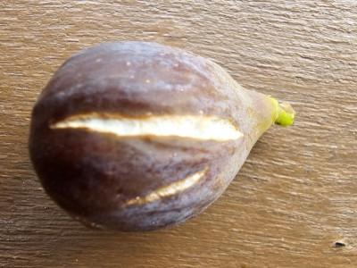 Michurinska 10 Herbstfeige aussen.jpg