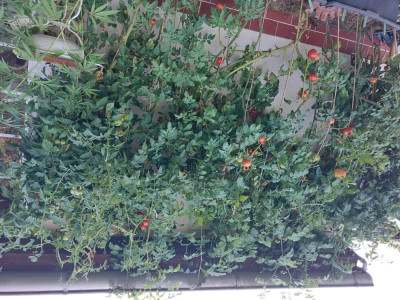 Tomaten_1.jpg