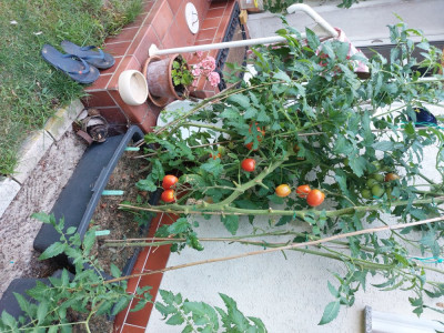 Tomaten_2.jpg