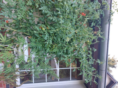 Tomaten_3.jpg