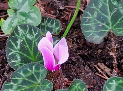 Cyclamen graecum.jpg