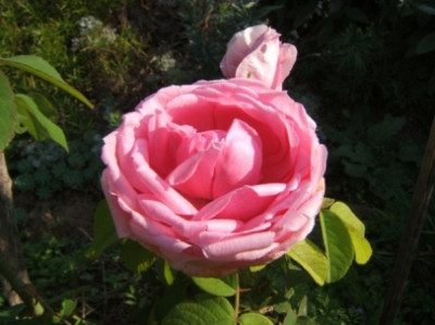 Comte_de_C._1._Blute.JPG