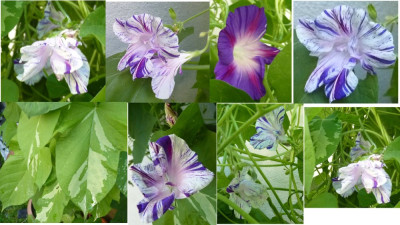 Ipomoea_2024.jpg