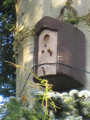 hornissennest_0849.jpg