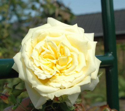 A6988a_Large.JPG