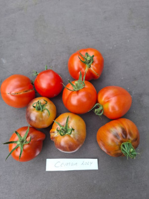 240910_Tomate_Ceman1.jpg