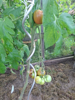 240910_Tomate_Ceman2.jpg