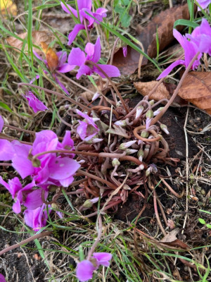 Aufwachen Cycl. hederifolium