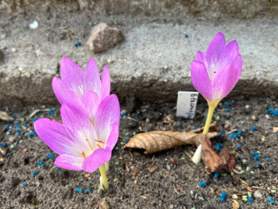 Colchicum Beaconsfield