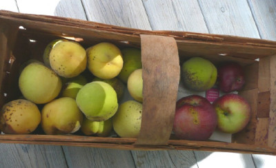 ernte_080910.jpg