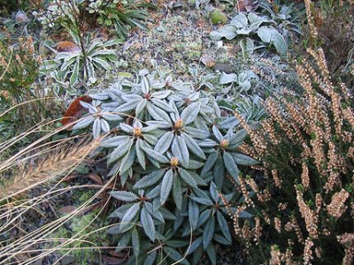 Rhododendron_pseudochrysanthum.jpg