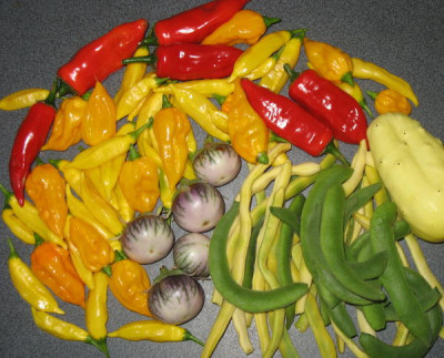 ernte4_1_4_1.jpg