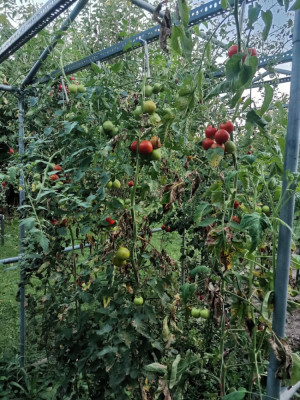 Tomaten 20240906.jpeg