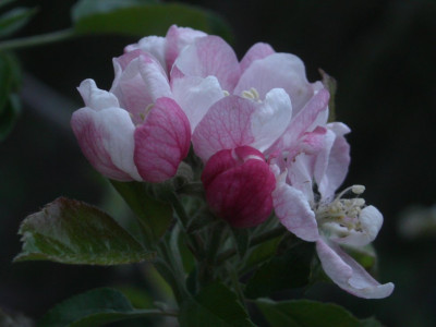 060501_Apfel_Lord_Grosvenor_bluht_weirosa_2.jpg