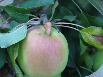 070715_Apfel_Lord_Grosvenor.jpg