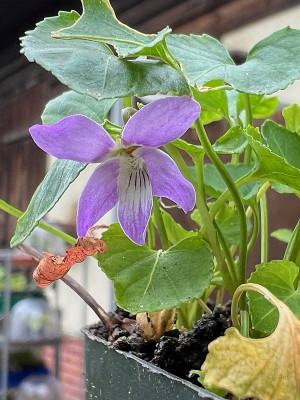 2024-09-13 Viola no name.jpg