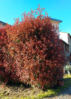20230403_201513 Photinia.jpg