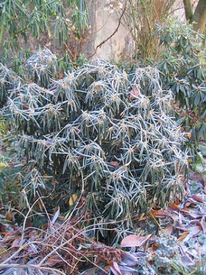 Rhododendron_makinoi_im_Frost.jpg