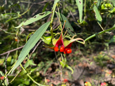 Euonymus cornutus quinquecornutus Fruchte 2024.jpg
