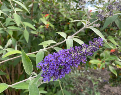 Buddleja Ellen's Blue September 2024.jpg